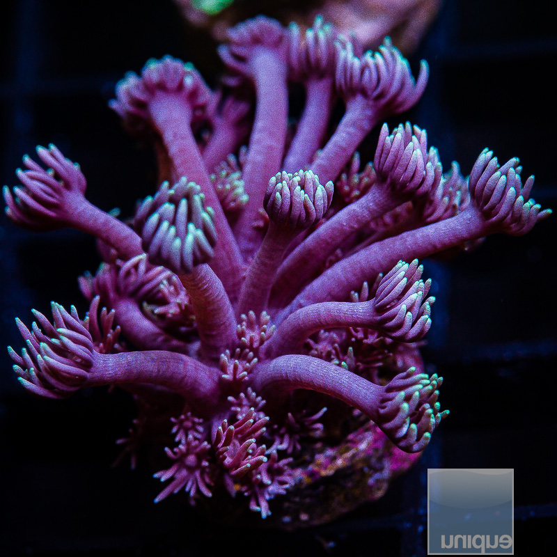 royal purple goniopora 89 46.jpeg