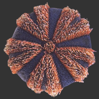 Royal Urchin C.png