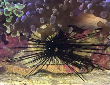 royalt_long spine urchin.jpg