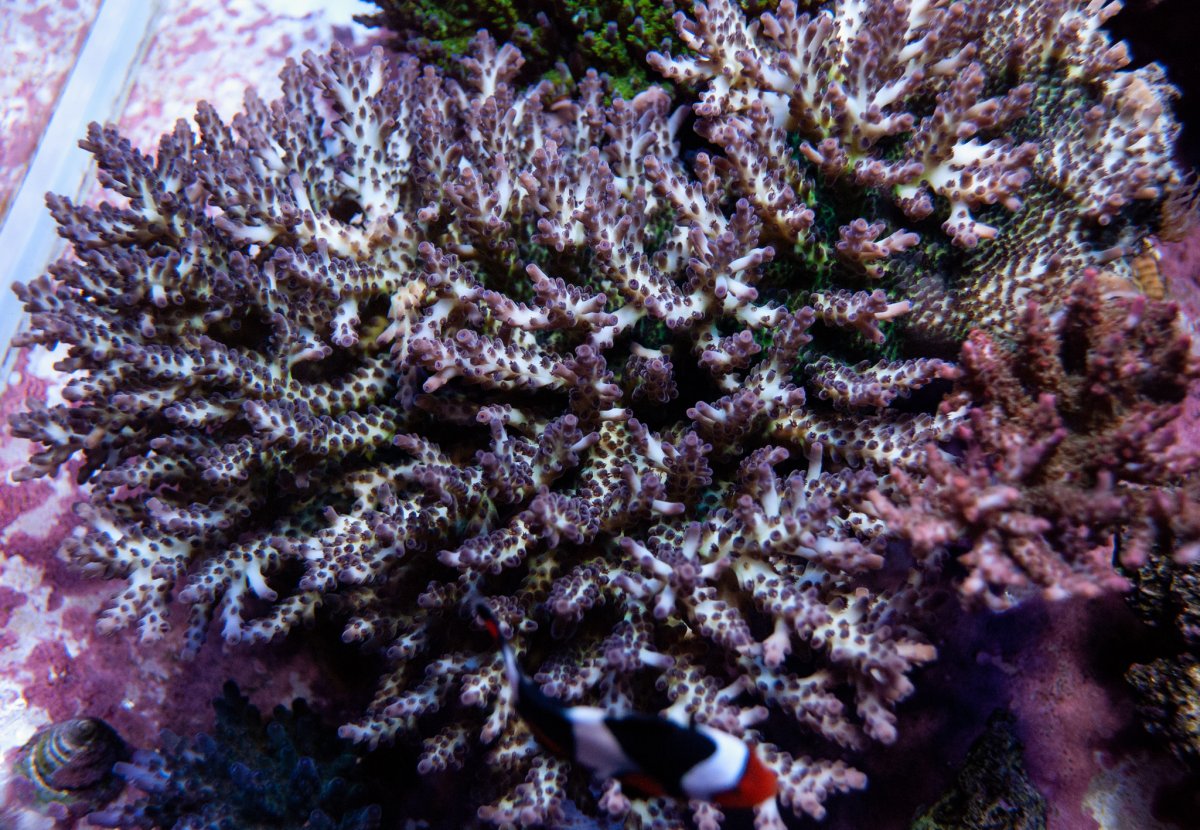 View of Show your Metal Halides tank! | Reef2Reef