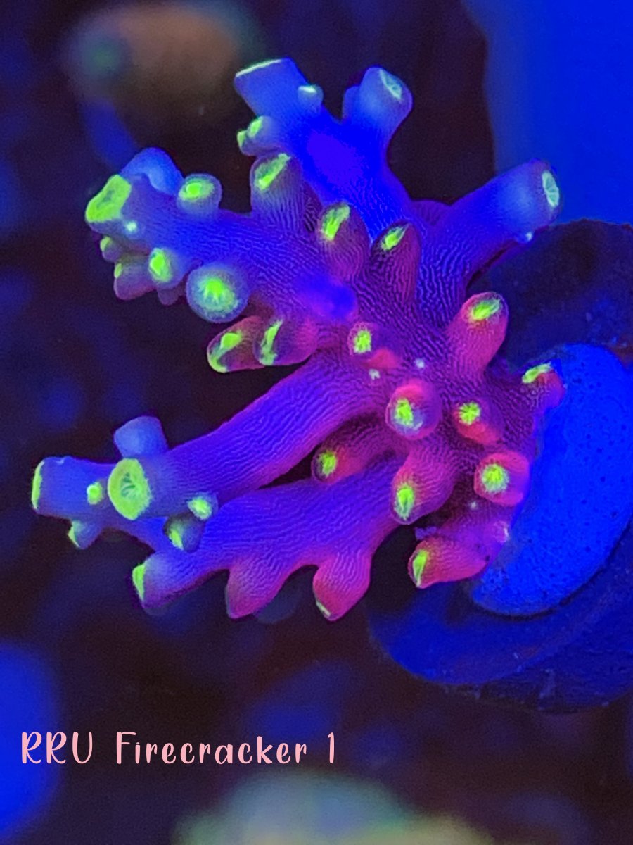 Virginia - Acro WYSIWYG For sale :) | Reef2Reef