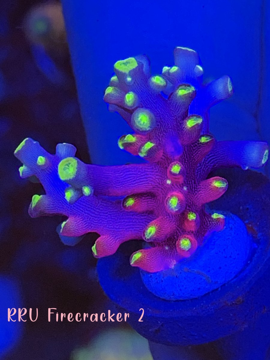 Virginia - Acro WYSIWYG For sale :) | Reef2Reef