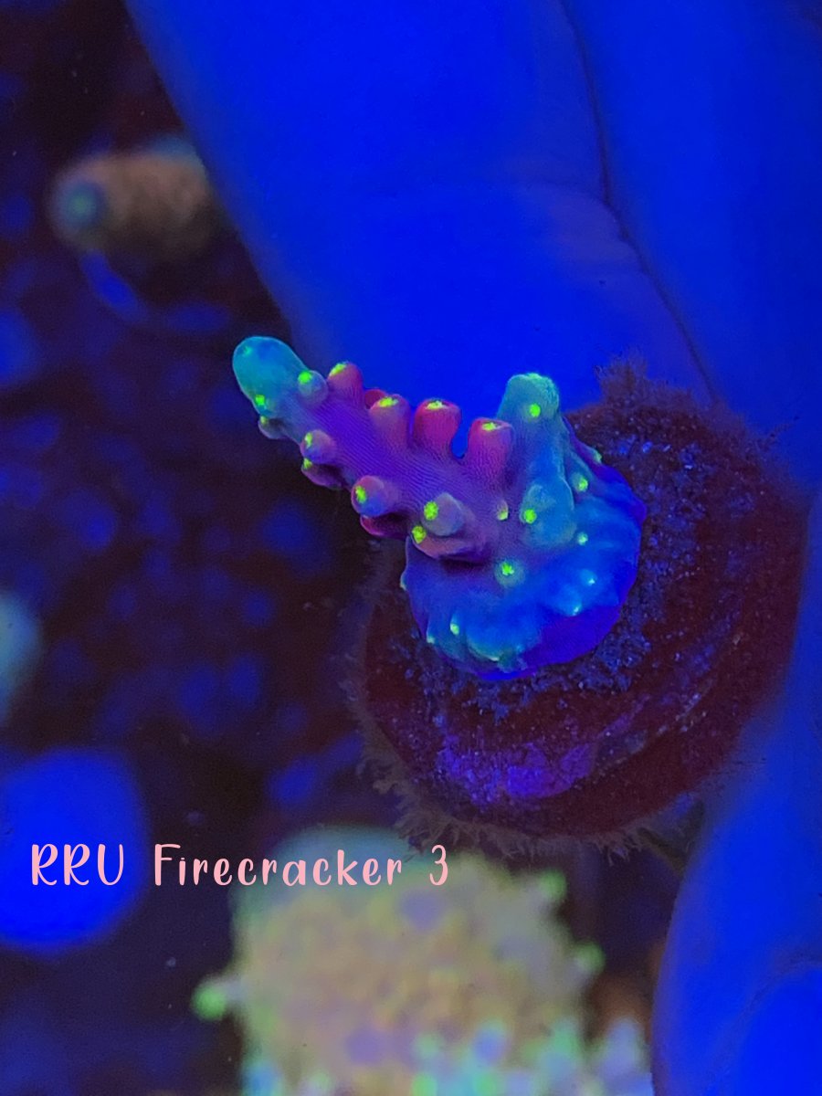 Virginia - Acro WYSIWYG For sale :) | Reef2Reef