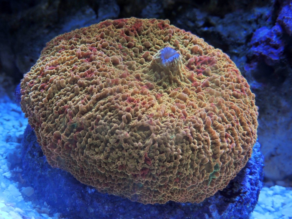 RSCN3286.JPG