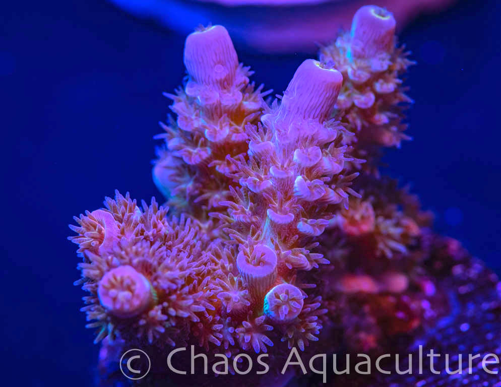 RTA Dragon Scale_macro.jpg