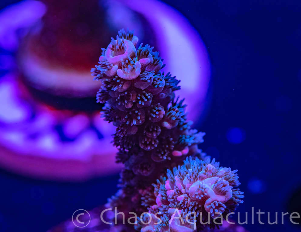 RTA Ringmaster_macro.jpg