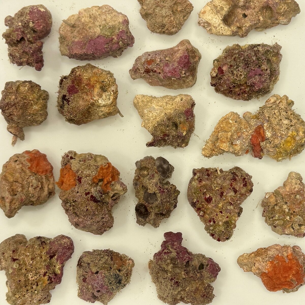 Tampa Bay Saltwater Real Live Rock | Page 38 | Reef2Reef