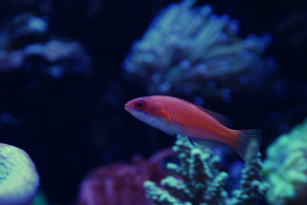 Rubricaudalis female.jpeg