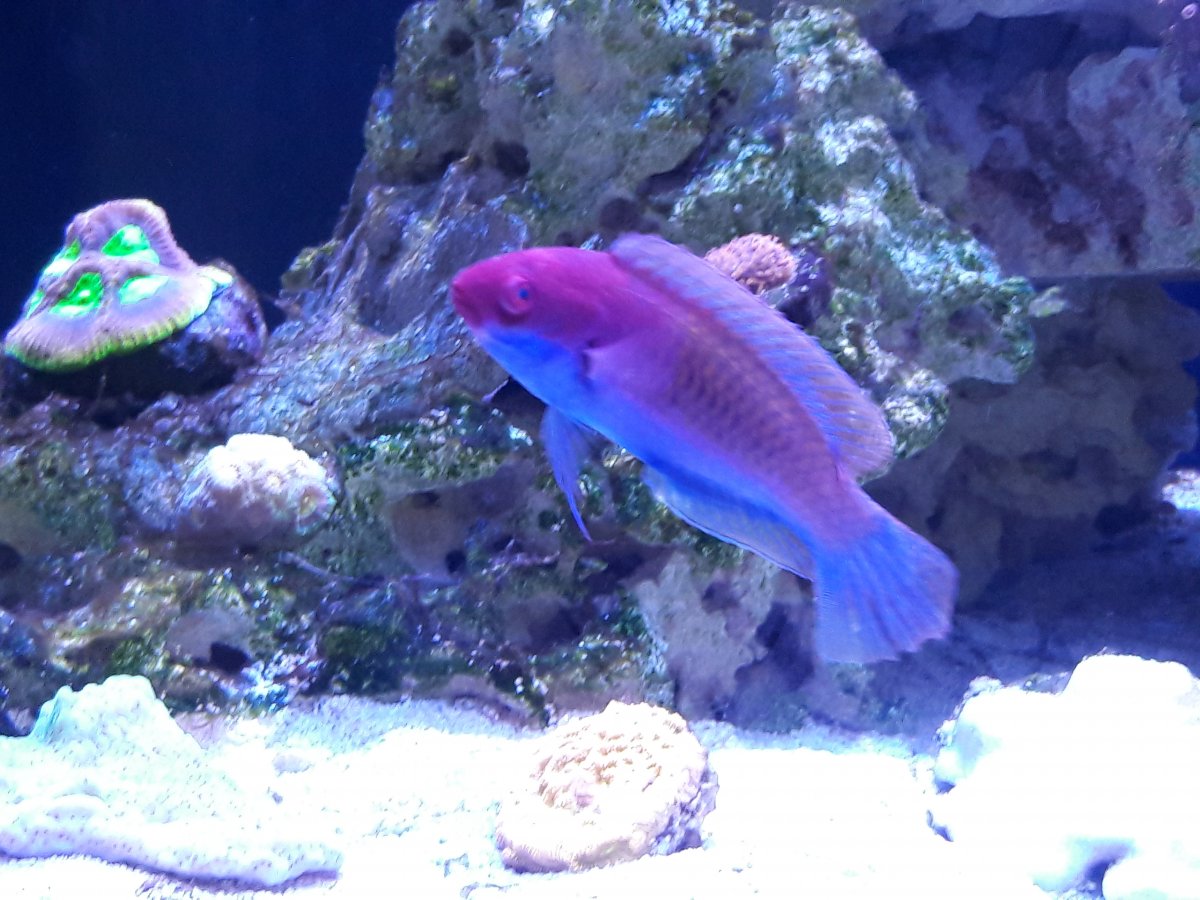 ruby wrasse.jpg
