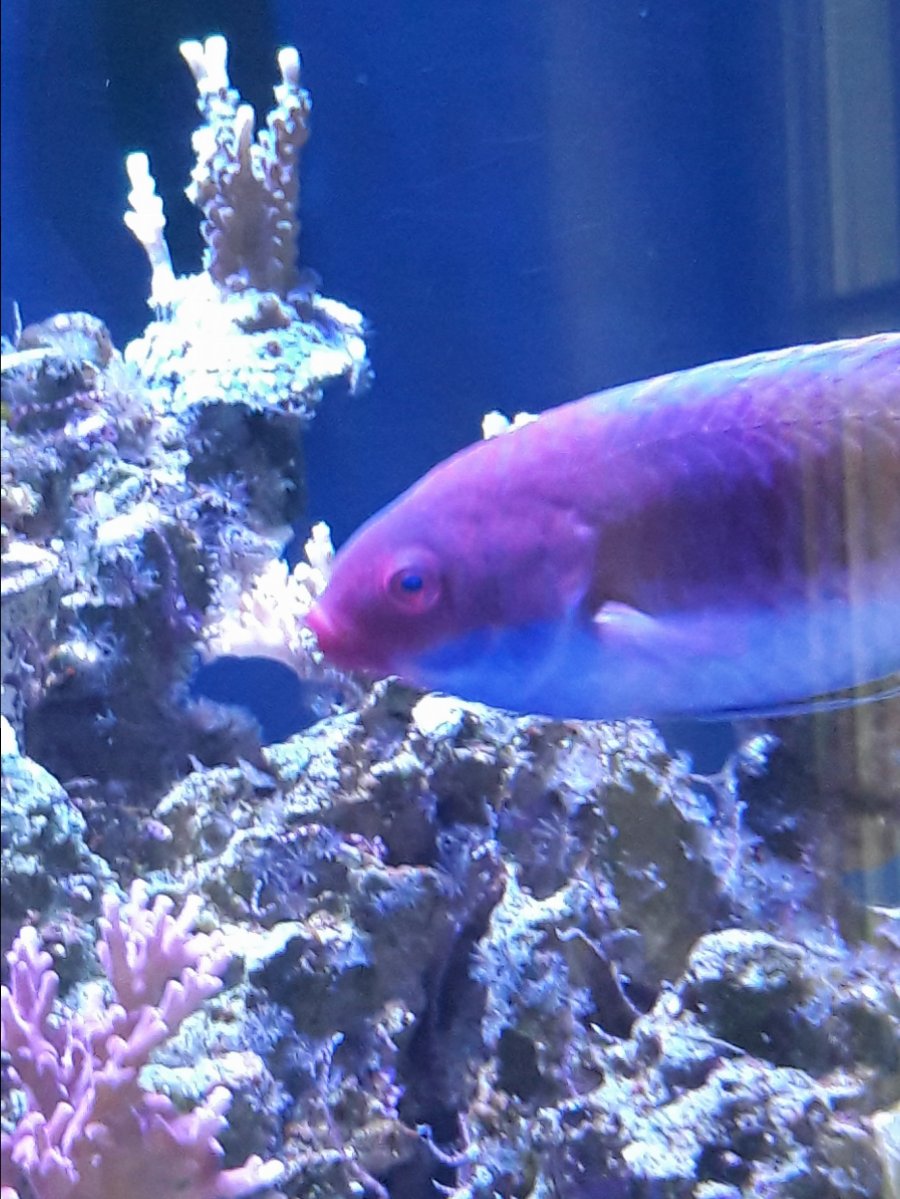 ruby wrasse lip 1.jpg