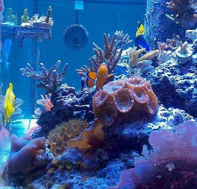 rynosreef.jpg