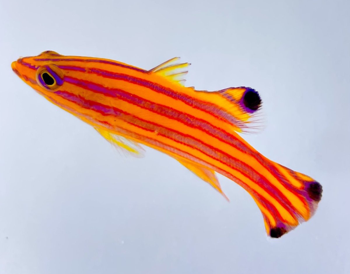 s-l1600.jpg