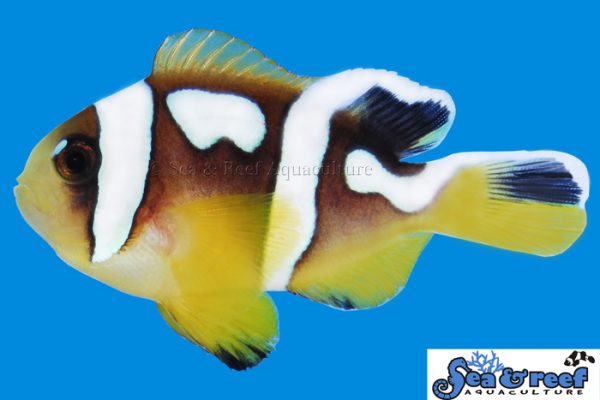 s-r-spotcinctus-clownfish51-600x400.jpg