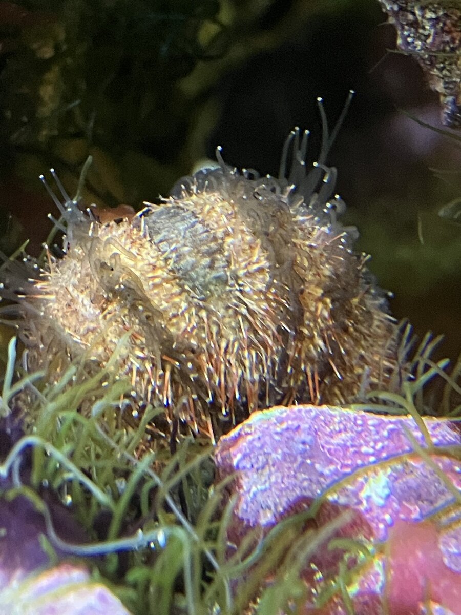Sad urchin - Pic 2.jpeg
