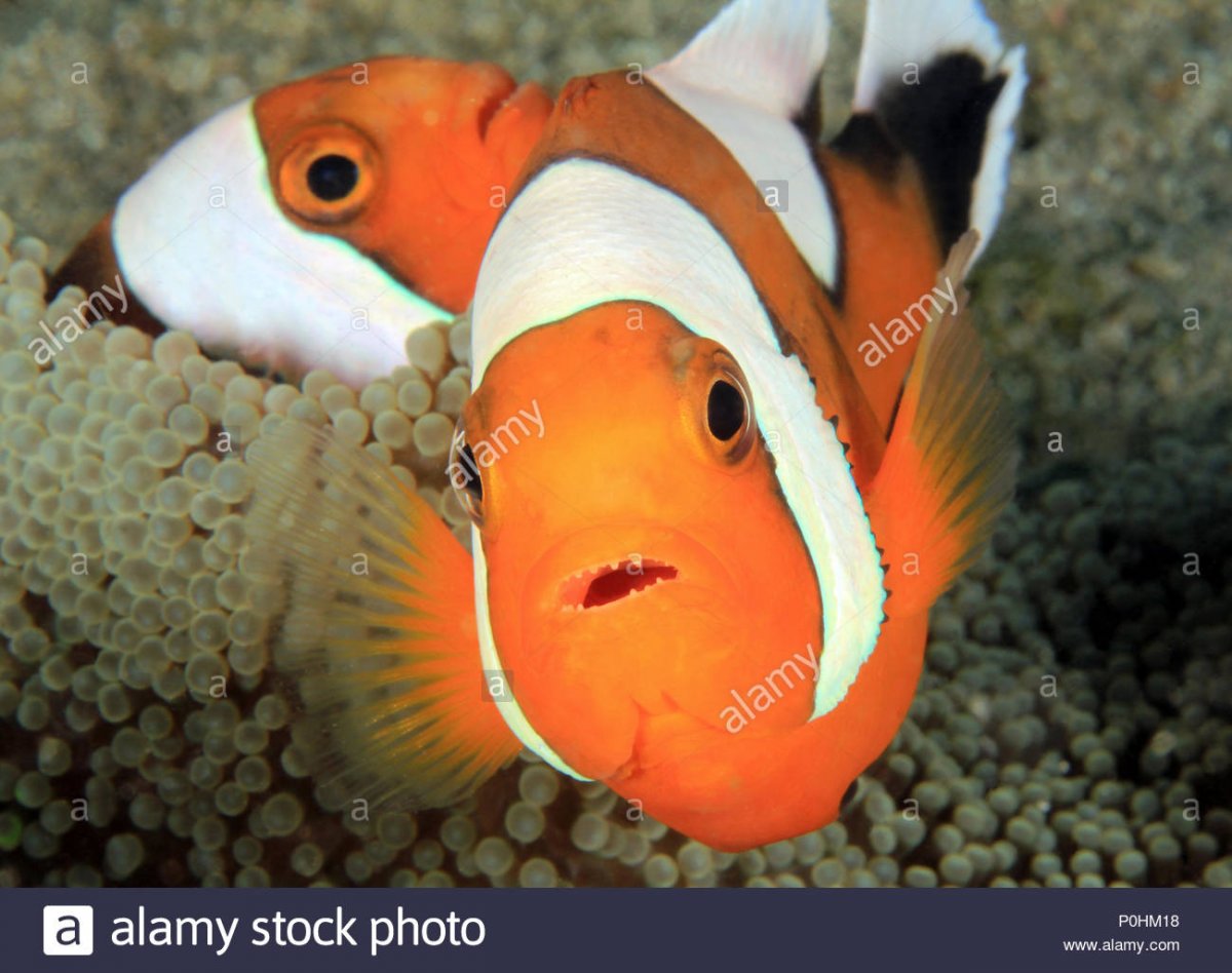 saddleback-anemonefish-aka-saddleback-clownfish-panda-anemonefish-amphiprion-polymnus-in-an-an...jpg