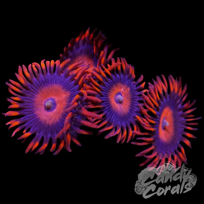 safe cracker zoa.jpg