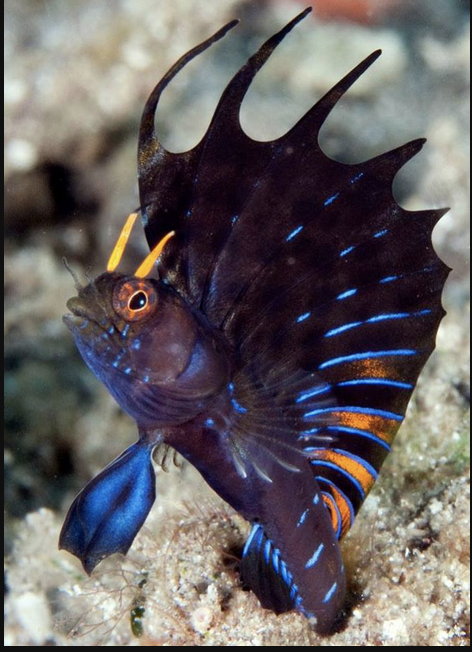 Sailfin blenny.png