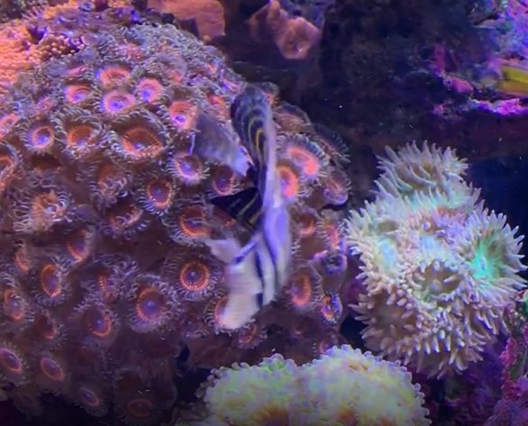 sailfin.jpg