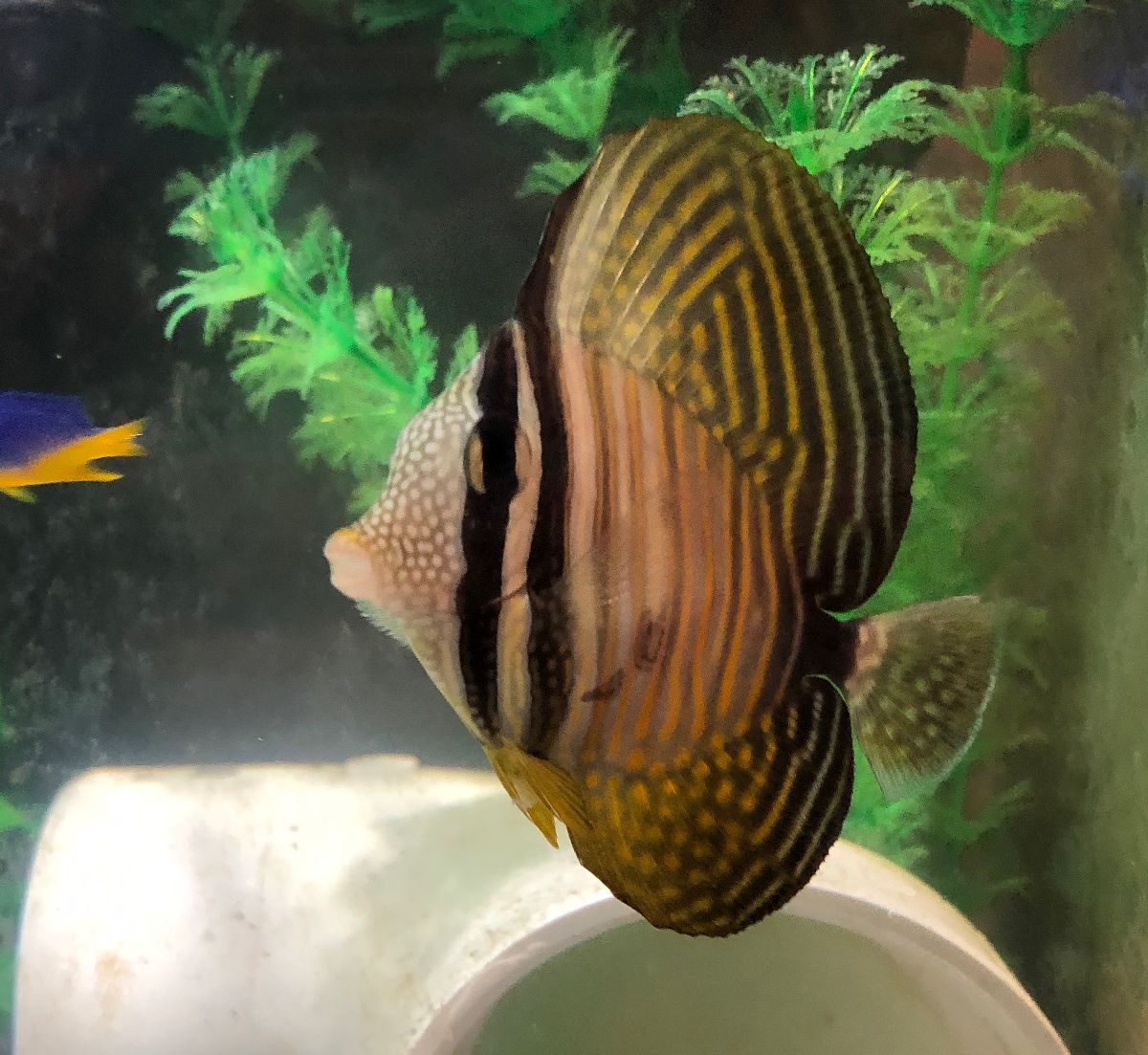 sailfin.jpg