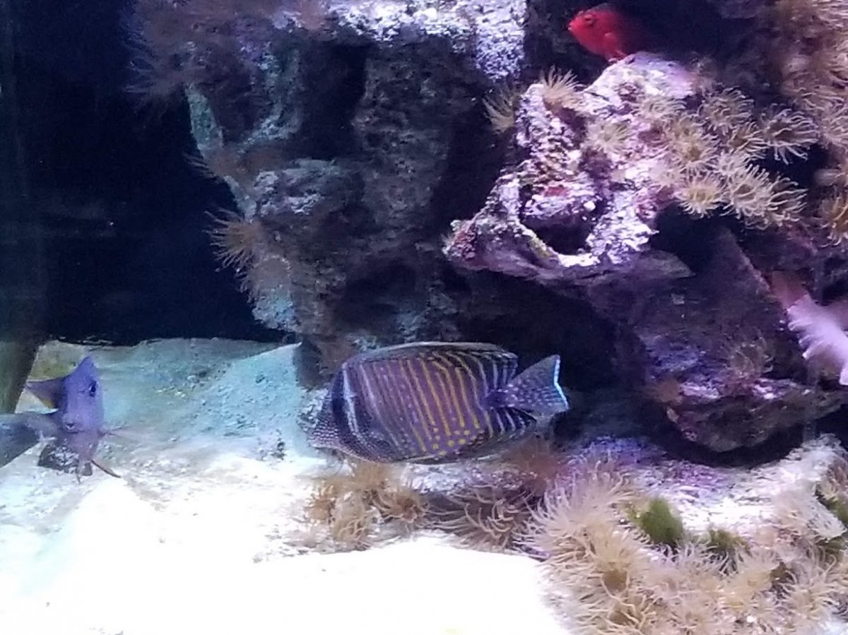 Sailfin.jpg