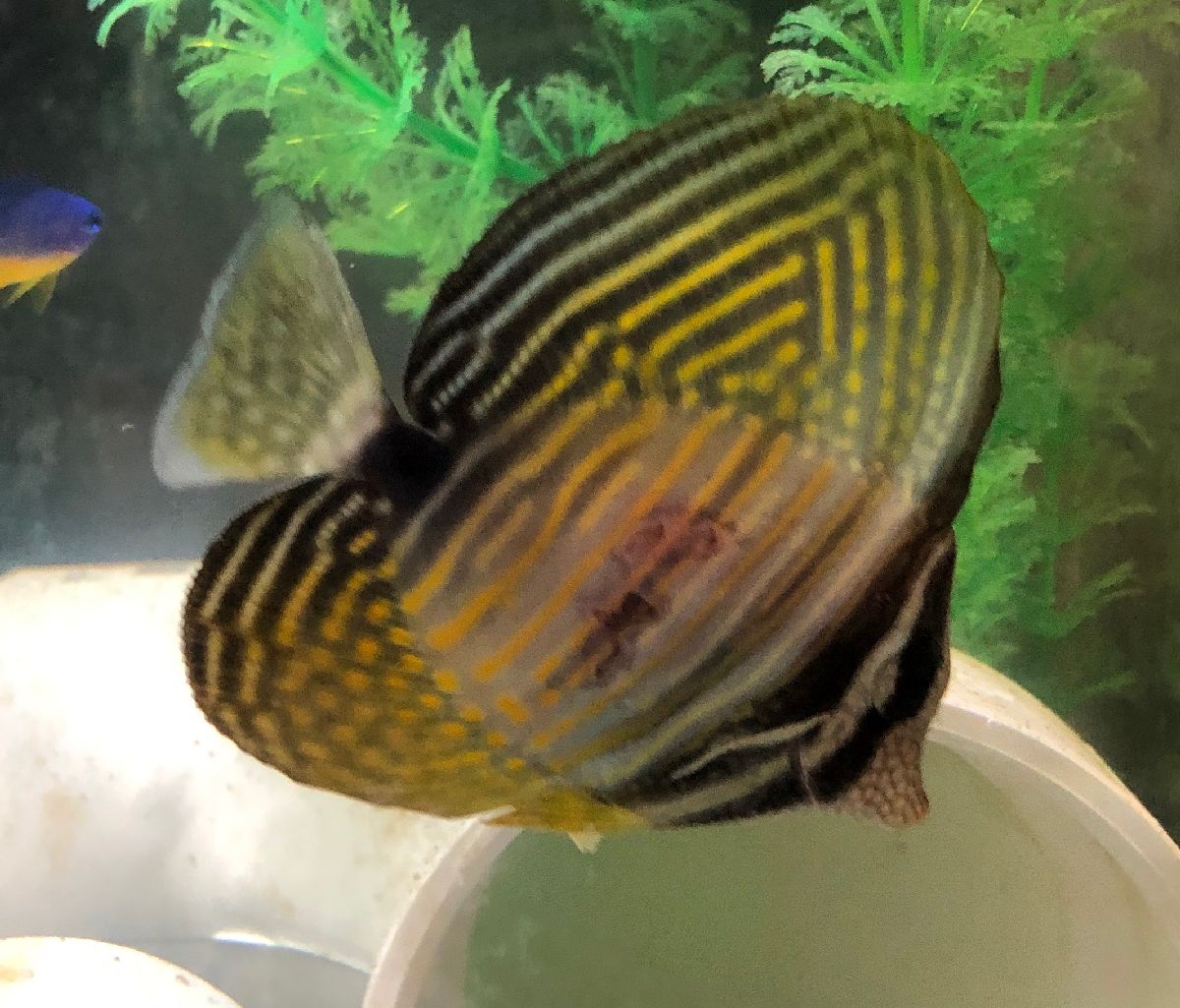 sailfin2.jpg