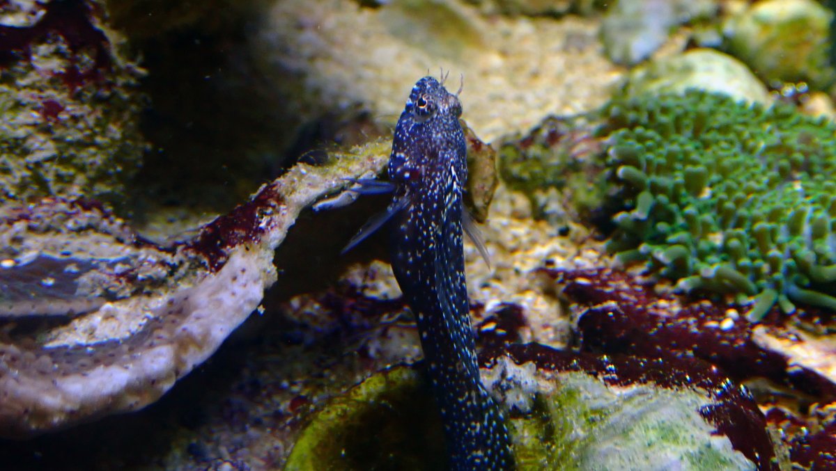 sailfin2.jpg