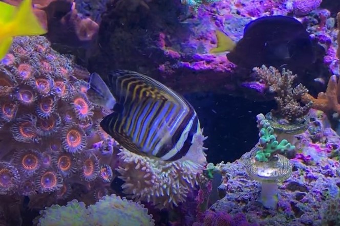 sailfin3.jpg