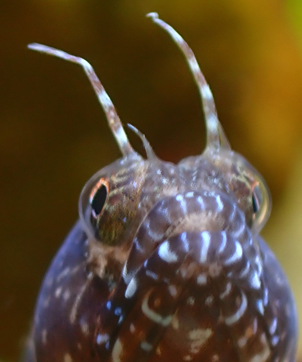 sailfin3.jpg