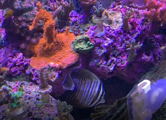 sailfin4.jpg
