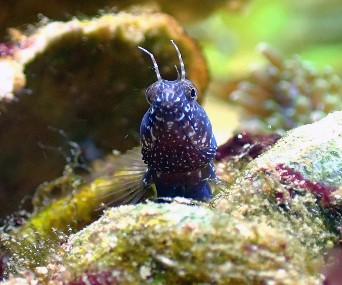 sailfin5.jpg