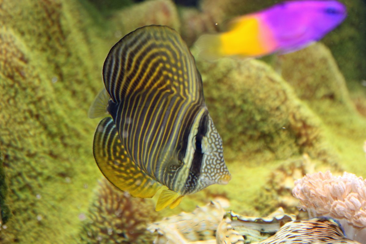 sailfintang2009000002-jpeg.3690328