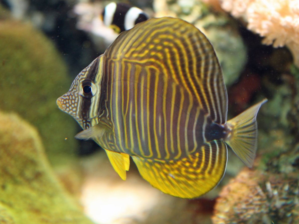 sailfintang2009000004-jpeg.3690327