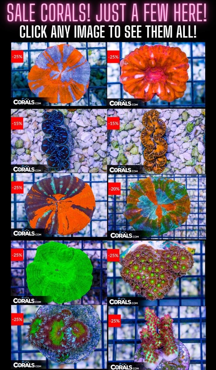 sale corals.jpg