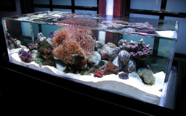 Salt-water-fish-tanks-can-mimic-the-ocean-bed-to-perfection.jpg