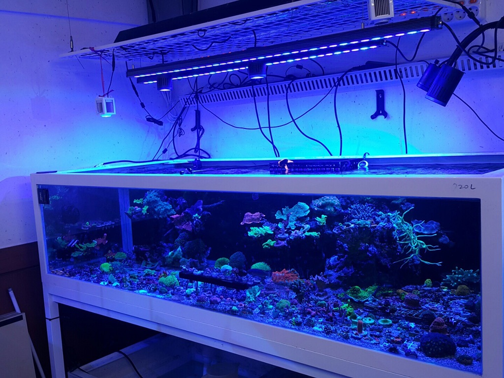 salt-water-reef-aquarium-LED-bar.jpg