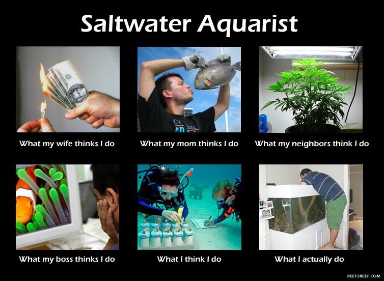 saltwater-aquarist.jpg