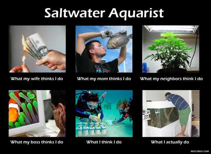 Saltwater aquarist pic.jpg
