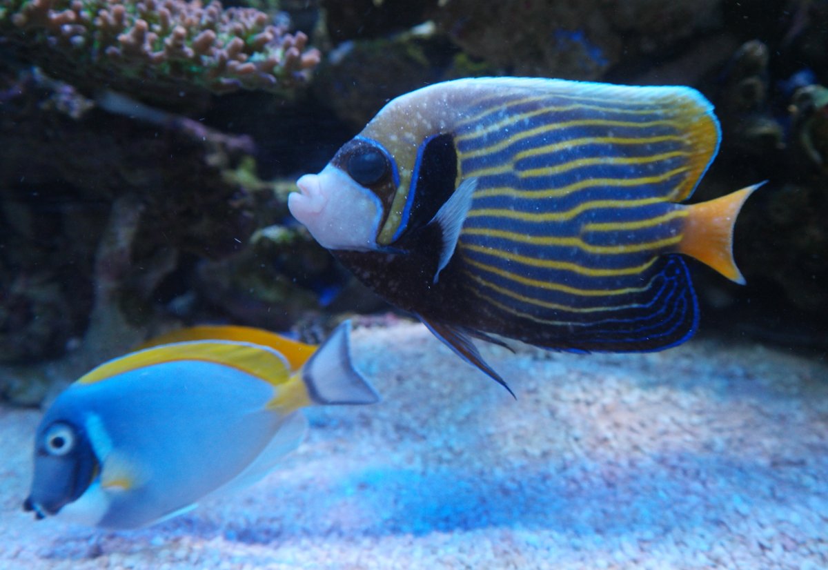 Emperor clearance angelfish care