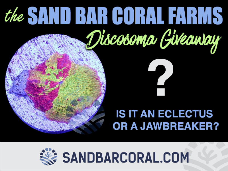 Sand Bar Coral Giveaway2.jpg
