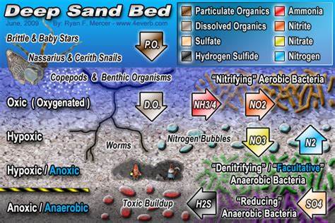 Sand Bed.jpg