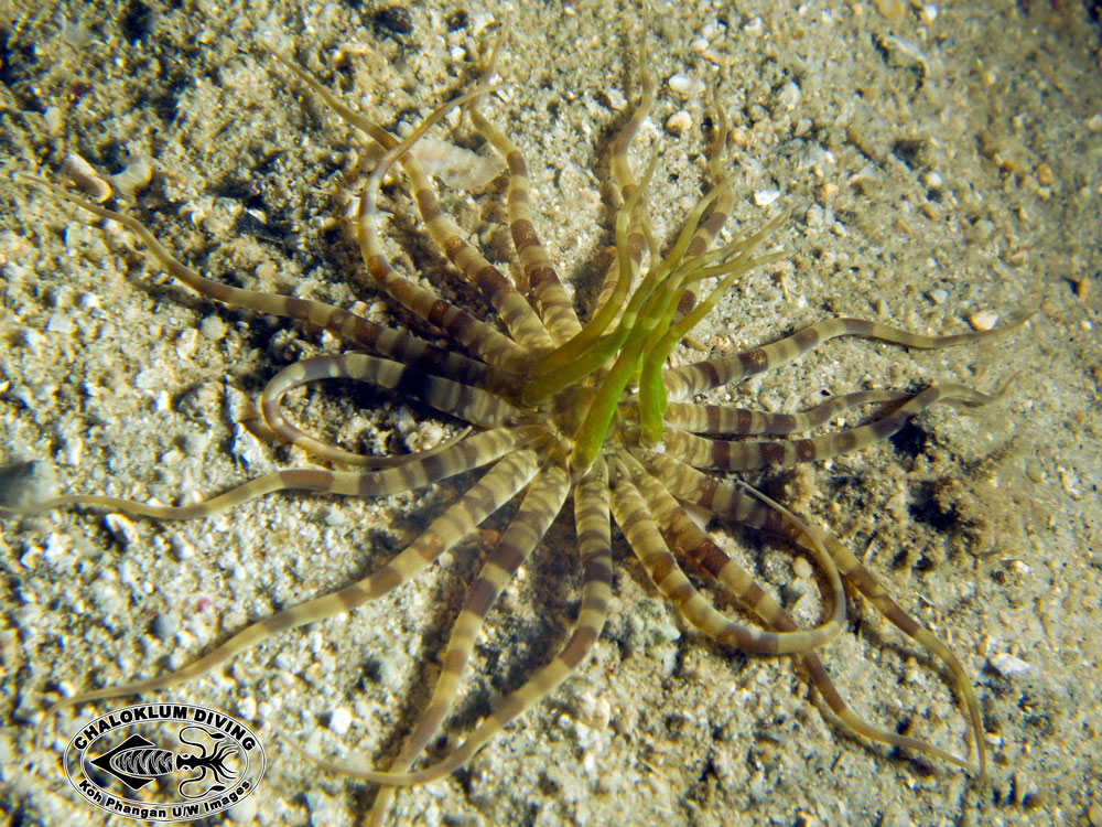 sand-burrowing-sea-anemone-variant-from-thailand.jpg
