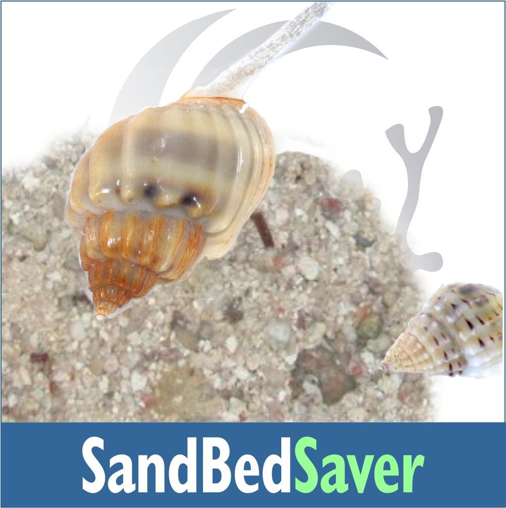 SandBedSaver1000_1200x.jpg