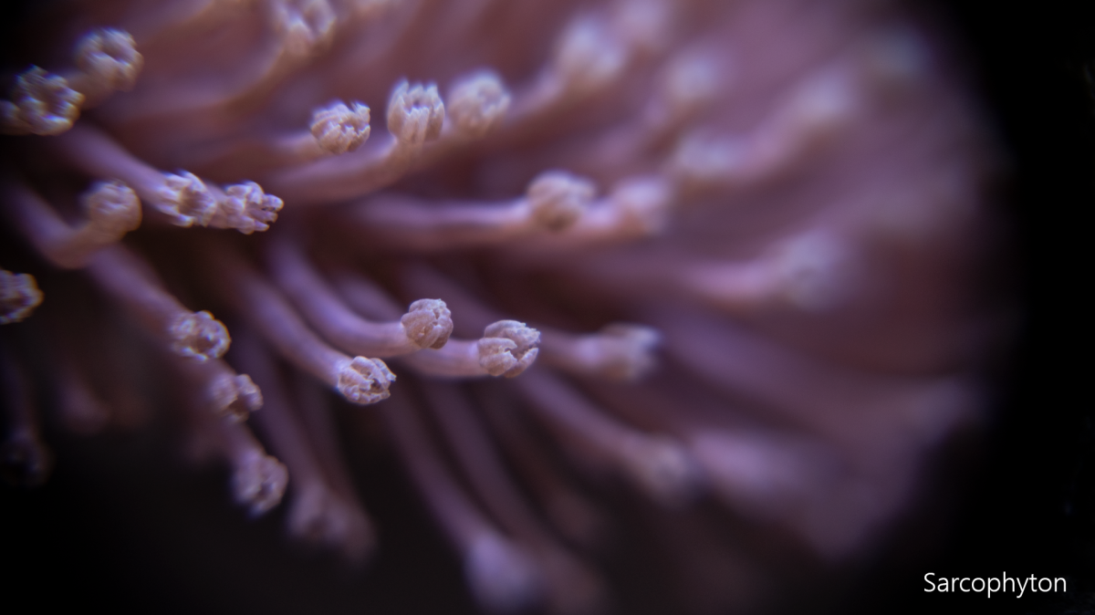 sarcophyton.png