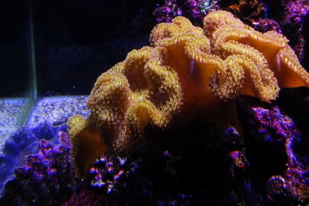 Just received my Fiji Yellow Leather, what should I expect to see now? |  REEF2REEF Saltwater and Reef Aquarium Forum