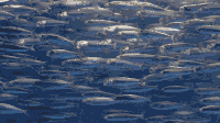 Sardines.gif