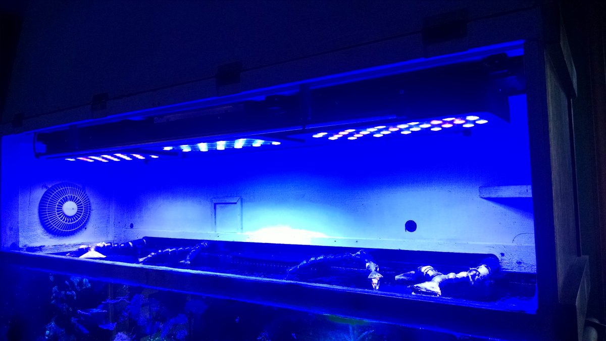 SB Lights in Canopy Blue Only 70%.jpg