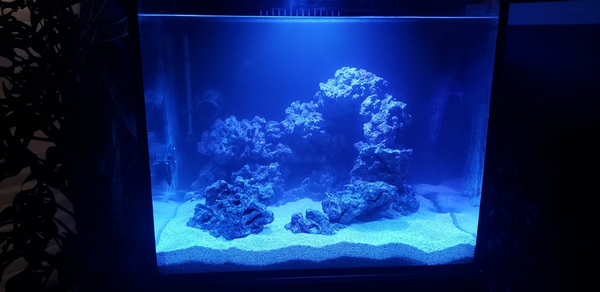 Scape settled.jpg
