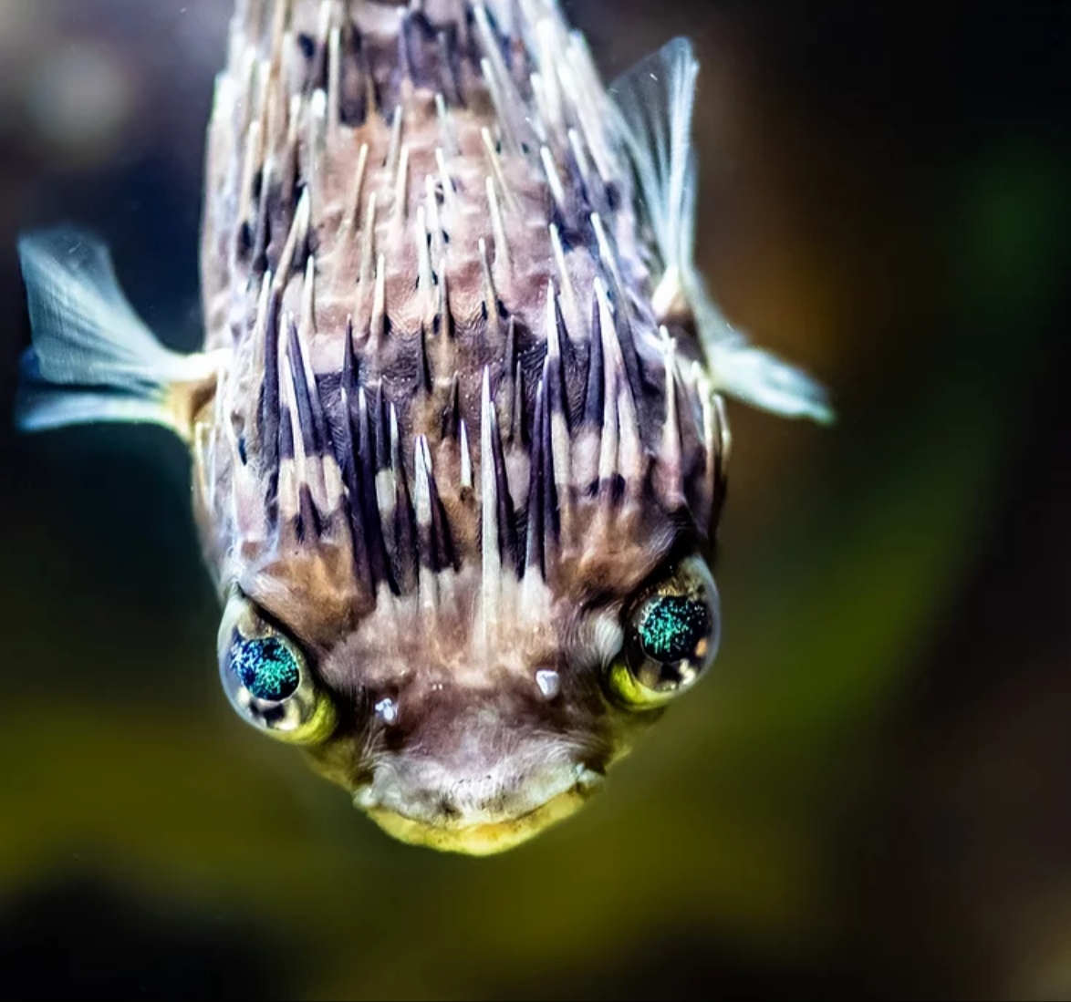 Schell'sReefPufferfish.jpg