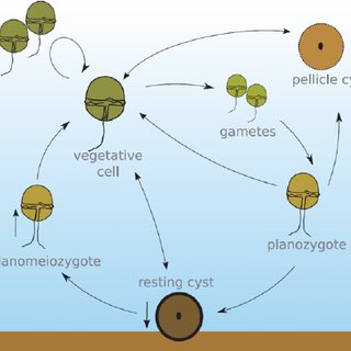 Schematic-diagram-of-a-dinoflagellate-life-cycle-including-recently-discovered_Q320.jpg