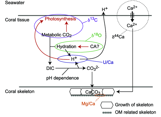 Schematic-diagram-of-calcification-process-from-the-geochemical-point-of-view-The.png